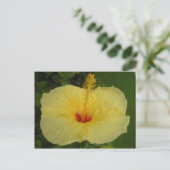 Carte postale Hibiscus (Debout devant)