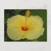 Carte postale Hibiscus (Devant)