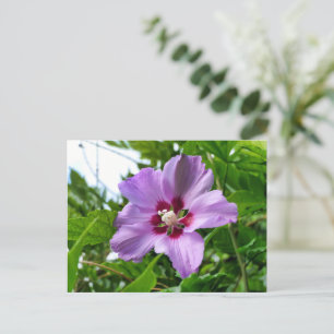 Carte Postale Hibiscus