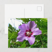 Carte Postale Hibiscus (Devant / Derrière)