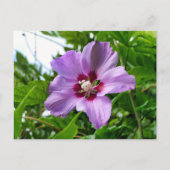 Carte Postale Hibiscus (Devant)
