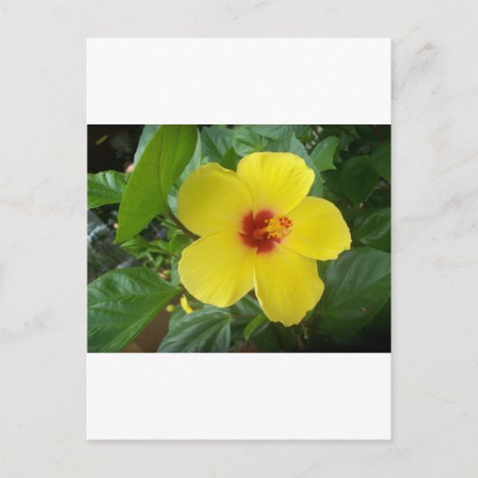 Carte Postale Hibiscus (Devant)