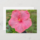 Carte postale Hibiscus (Devant / Derrière)