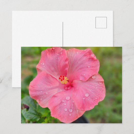 Carte postale Hibiscus (Devant / Derrière)