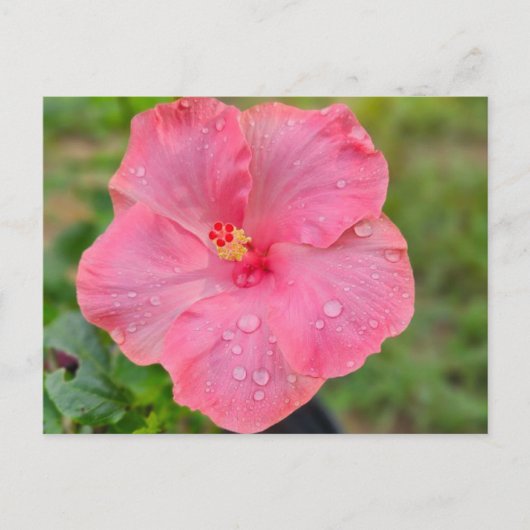 Carte postale Hibiscus (Devant)