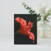 Carte Postale Hibiscus (Debout devant)