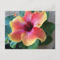 Hibiscus