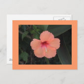 Carte postale Hibiscus (Devant / Derrière)