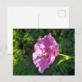 Carte Postale Hibiscus (Devant / Derrière)