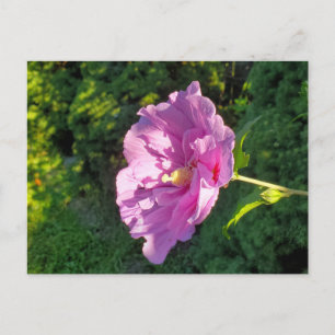 Carte Postale Hibiscus