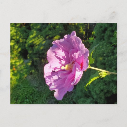 Carte Postale Hibiscus (Devant)