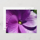 Carte Postale hibiscus 13 (Devant / Derrière)