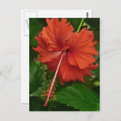 Carte Postale hibiscus 14 (Devant / Derrière)