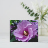 Carte Postale hibiscus 15 (Debout devant)
