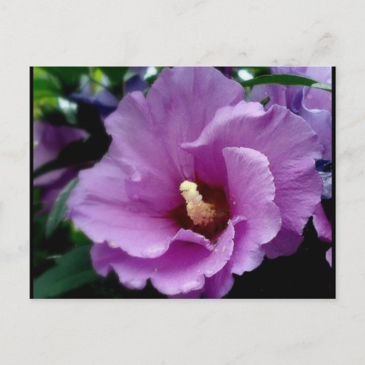 Carte Postale hibiscus 15 (Devant)