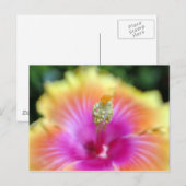 Carte Postale hibiscus 19 (Devant / Derrière)