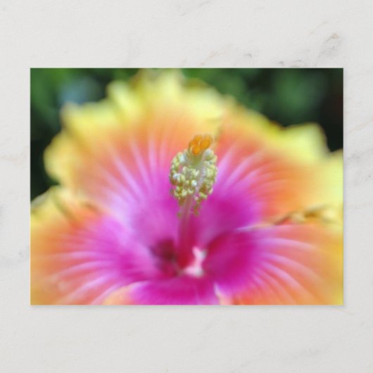Carte Postale hibiscus 19 (Devant)