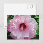 Carte Postale hibiscus 21 (Devant / Derrière)