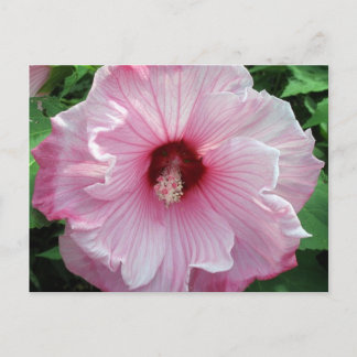 Carte Postale hibiscus 21