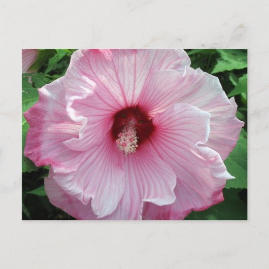 Carte Postale hibiscus 21 (Devant)