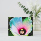 Carte Postale hibiscus 23 (Debout devant)