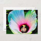Carte Postale hibiscus 23 (Devant / Derrière)