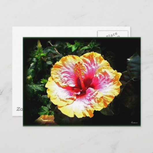 Carte Postale hibiscus 24 (Devant / Derrière)