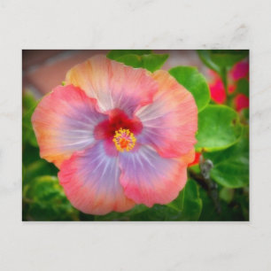 Carte Postale hibiscus 29