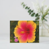 Carte Postale hibiscus 3 (Debout devant)
