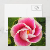 Carte Postale hibiscus 30 (Devant / Derrière)