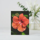 Carte Postale Hibiscus 424 (Debout devant)