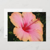 Carte Postale hibiscus 5 (Devant / Derrière)