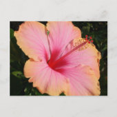 Carte Postale hibiscus 5 (Devant)