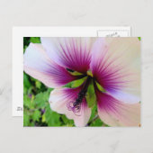 Carte Postale hibiscus 7 (Devant / Derrière)