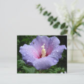 Carte Postale hibiscus 8 (Debout devant)