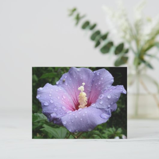 Carte Postale hibiscus 8 (Debout devant)