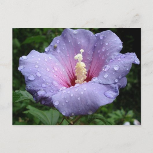 Carte Postale hibiscus 8 (Devant)