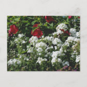 Carte Postale Hibiscus And Phlox Flower Garden Personalized (Devant)