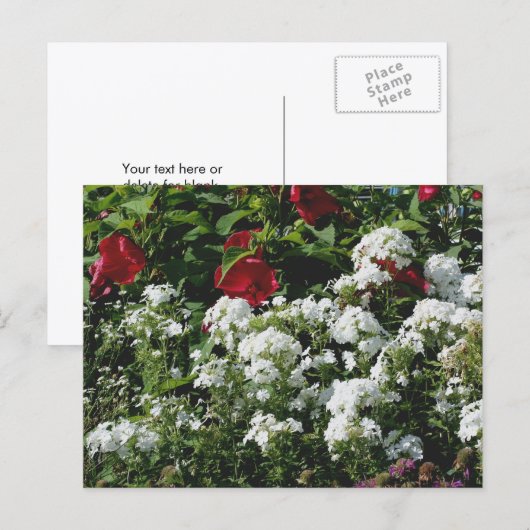 Carte Postale Hibiscus And Phlox Flower Garden Personalized (Devant / Derrière)