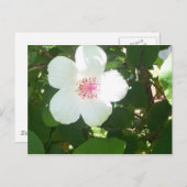Carte postale Hibiscus blanc (Devant / Derrière)
