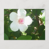 Carte postale Hibiscus blanc (Devant)