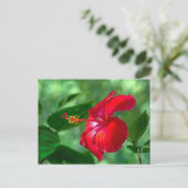 Carte Postale Hibiscus Blossom (Debout devant)