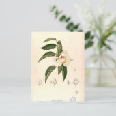 Carte Postale "Hibiscus campylosiphon", ch. 1880 (Debout devant)