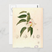 Carte Postale "Hibiscus campylosiphon", ch. 1880 (Devant / Derrière)