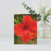 Carte Postale Hibiscus Crimson (Debout devant)