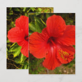 Carte Postale Hibiscus Crimson (Devant / Derrière)