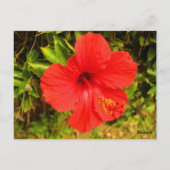 Carte Postale Hibiscus Crimson (Dos)
