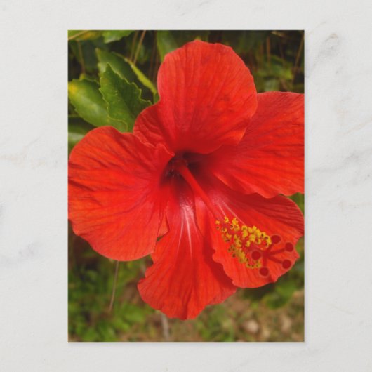 Carte Postale Hibiscus Crimson (Devant)