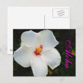 Carte Postale Hibiscus d'Hawaï blanc (Devant / Derrière)