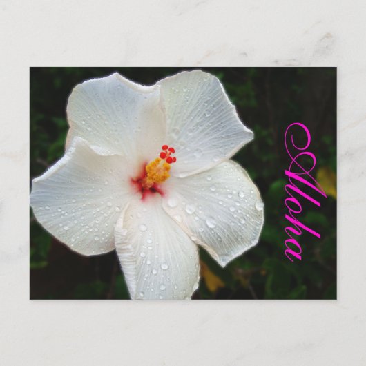 Carte Postale Hibiscus d'Hawaï blanc (Devant)